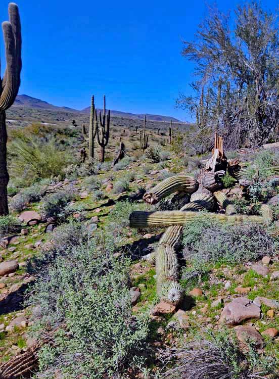 downed saguaro